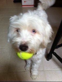 Bentley of Lower Pacific Heights likes to take his