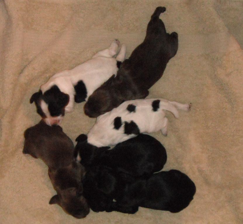 English Cocker Spaniel Puppy Nebraska