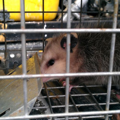 Trap and release of an OPOSSUM