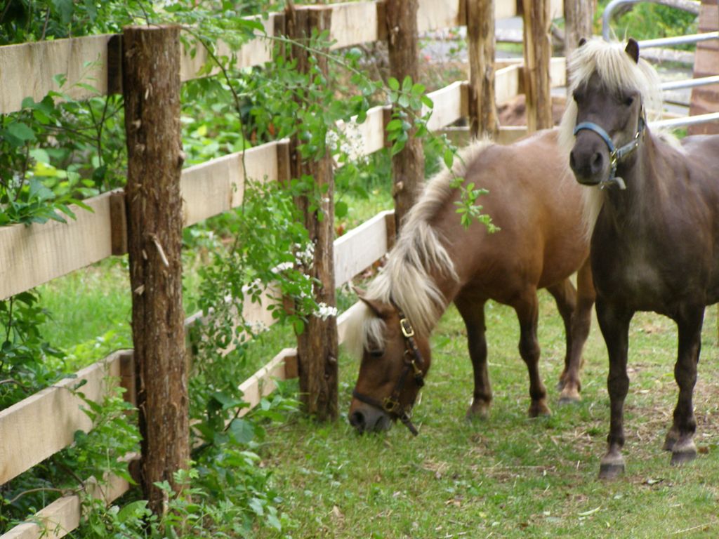 This is Laila and Jane, our Miniature Chocolate Pa