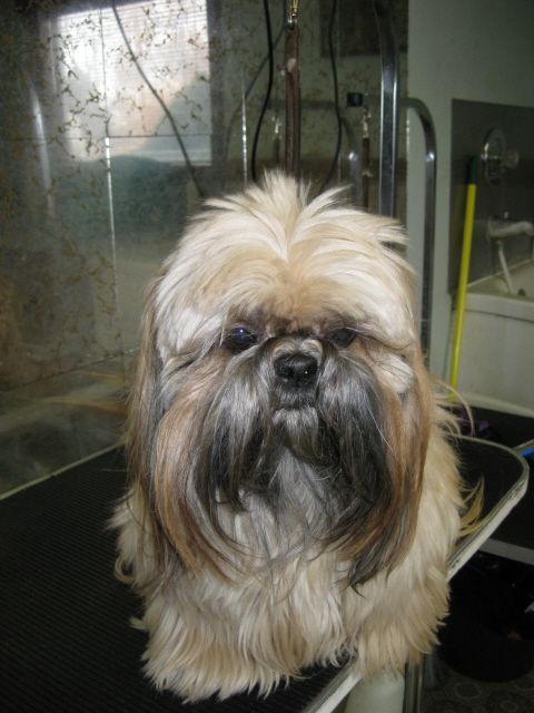 Portneuf Kennels Grooming Before