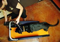 Treadmill workout for K9s Only