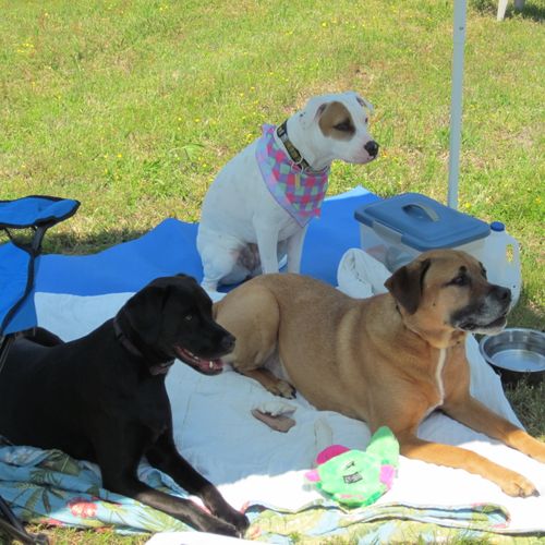 Charo, Bentley, and Mercedes watching mommy get ou