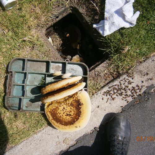 Bee Hive Inside Irrigation Box