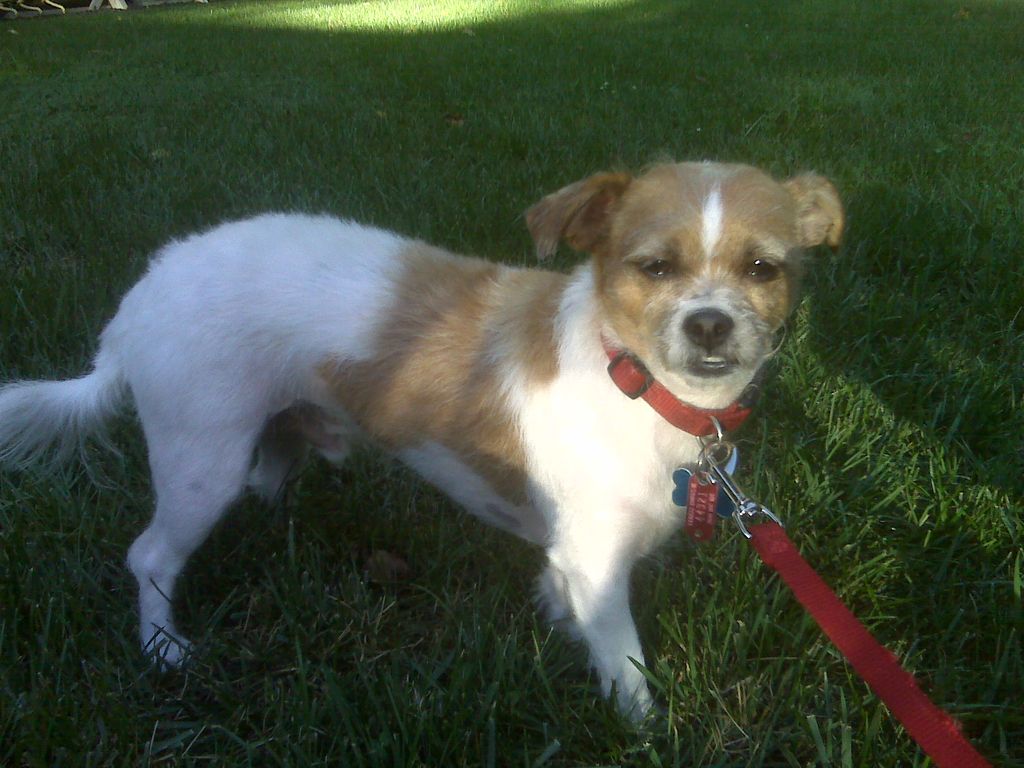 Cosmo loves to be groomed.