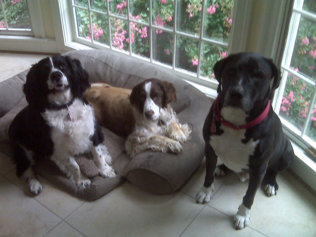 Jake, Jack and Larry relaxing after a Claws~N~Paws