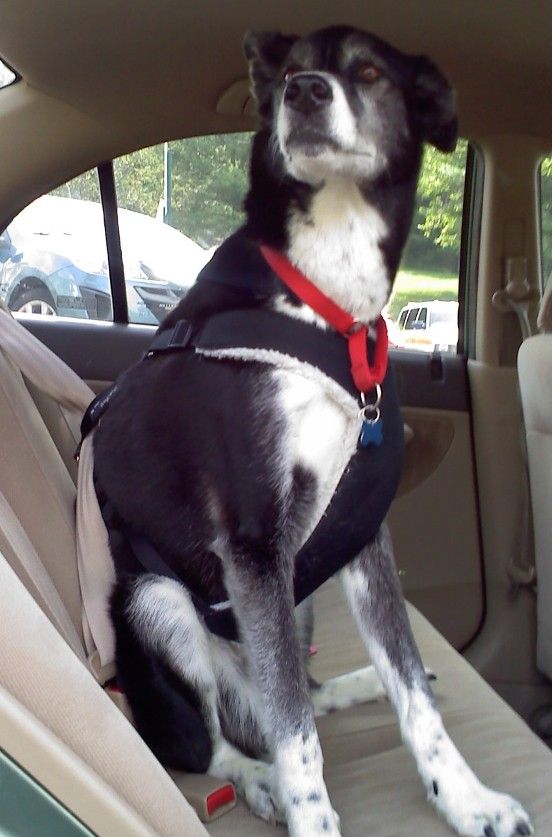 Check out my blog at www.allstarpaws.com to read a