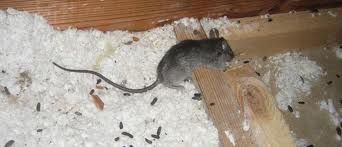 Roof rats destroying insulation