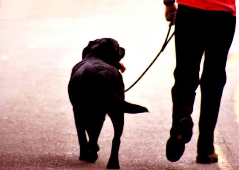 Happy pooch!