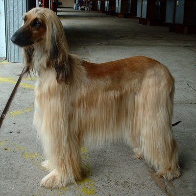 This beautiful Afghan, one of our favorite custome