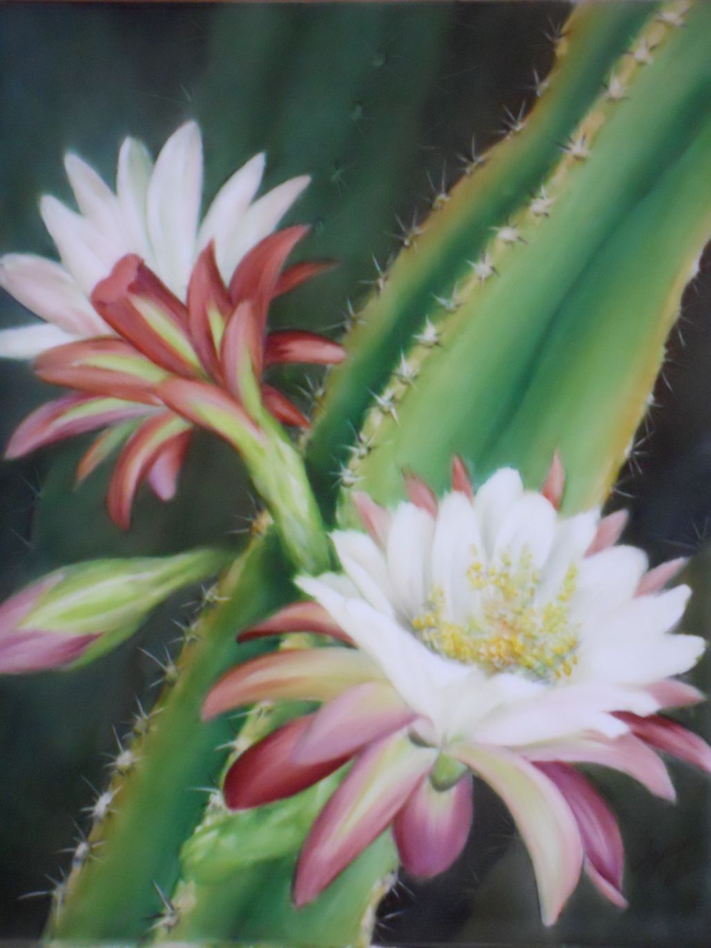 Night Blooming Cereus
