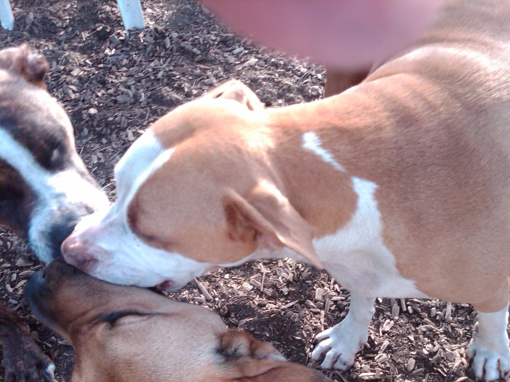 Play time at the dog park