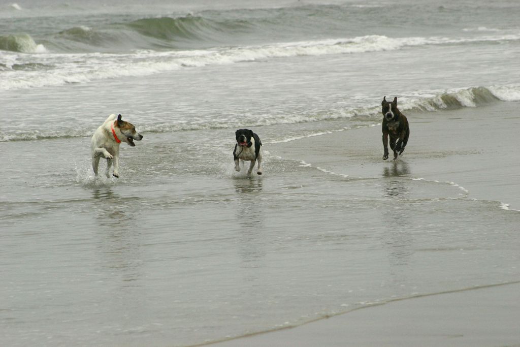 A day at the beach