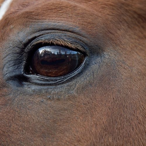 Close up with a horse