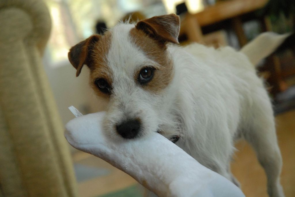 Jack Russell puppy, private lessons