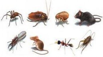 Pest Control & Exterminator