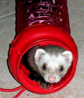 ferret and other small mammal care