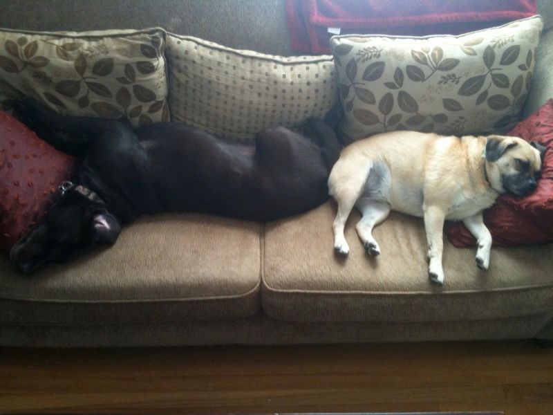 Tired dogs are good dogs.