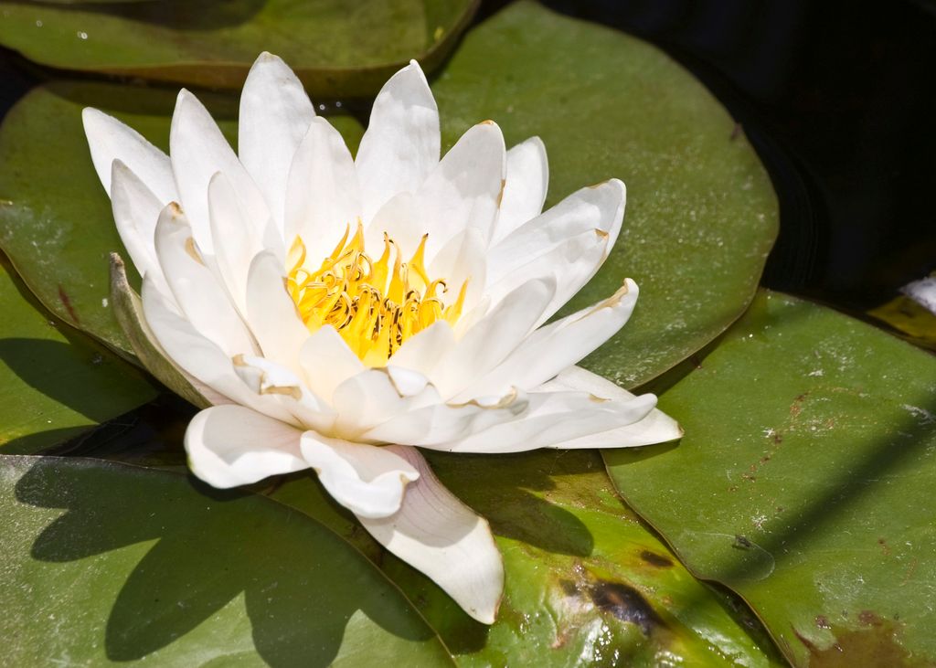 The beauty of a bloom smiling in the sunshine...