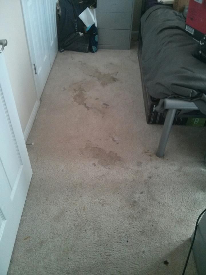 Carpet cleaning austin