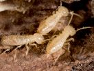 Tucson Termite Control and Inspection