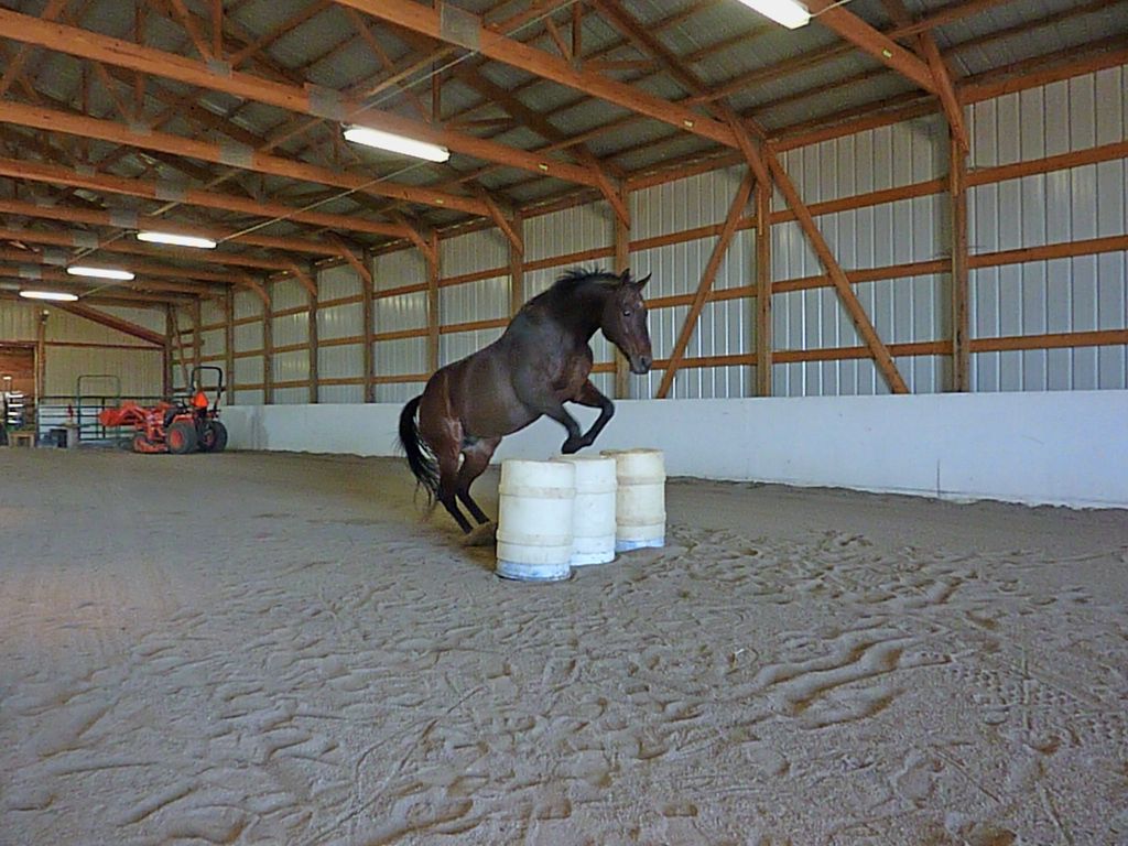 Horses love to have fun