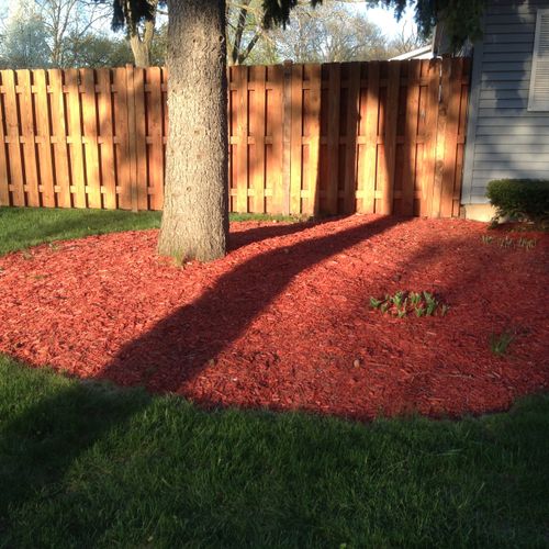 Red mulch! Hostas just waking up for the season.