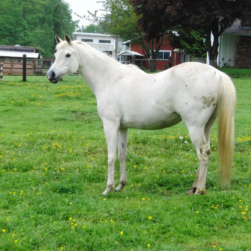 MY Arabian mare Silvera....awesome horse!