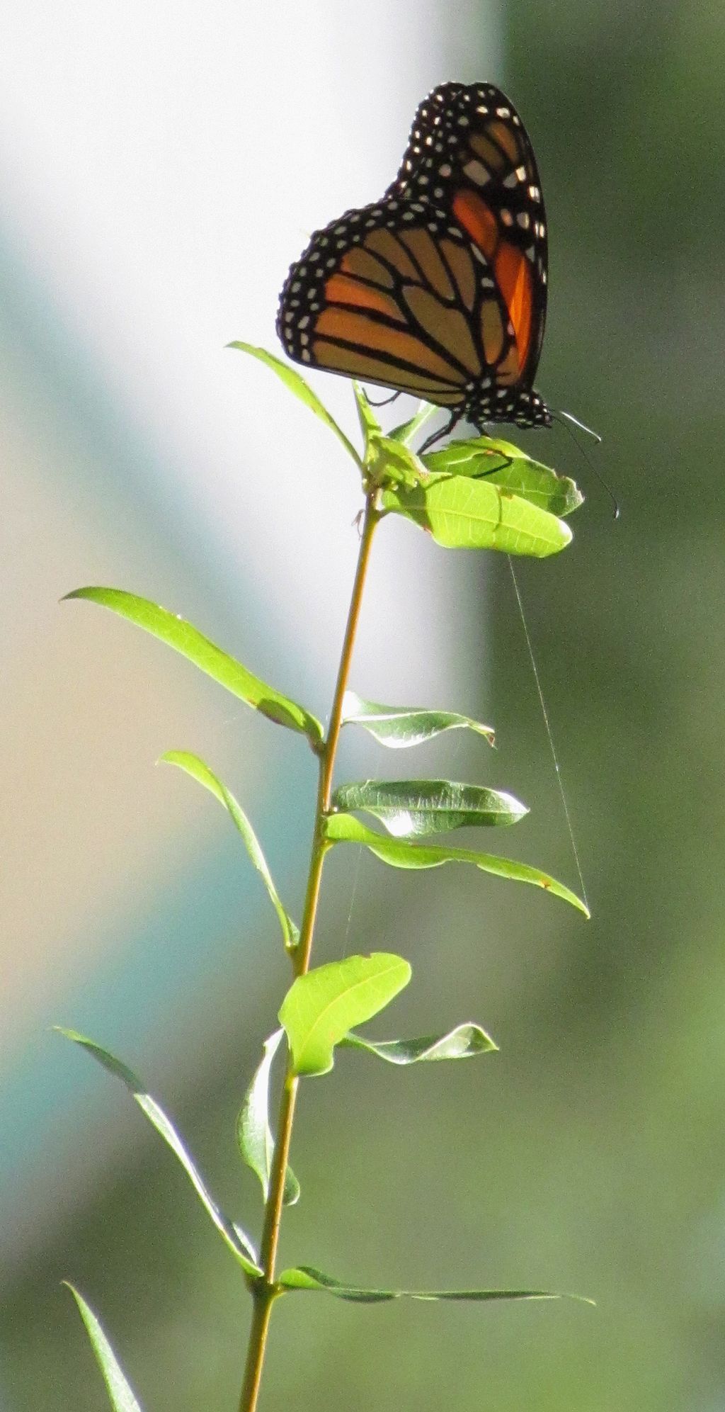 A Long Stemmed Butterfly Rose