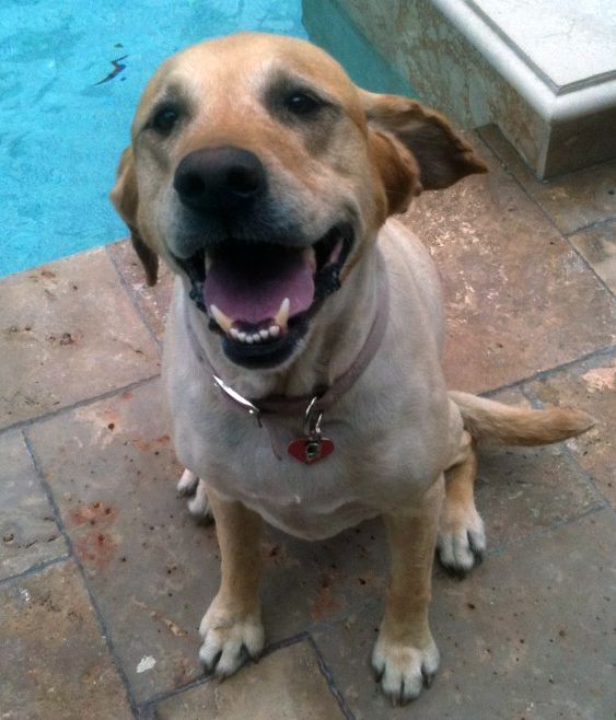 Paris...happiest dog on earth!