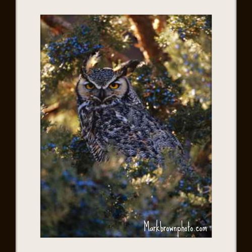 Great Horned Owl Perched in Juniper