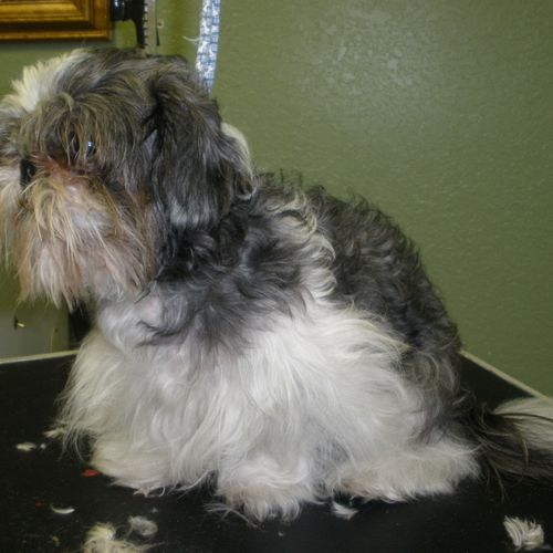 Rocky, the Shih Tzu, in his BEFORE picture.  See h