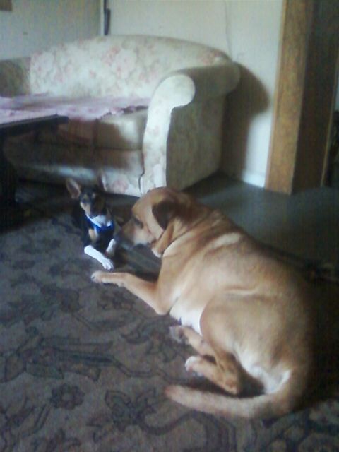 This is Lillie and Sammie playin in the floor!! Th