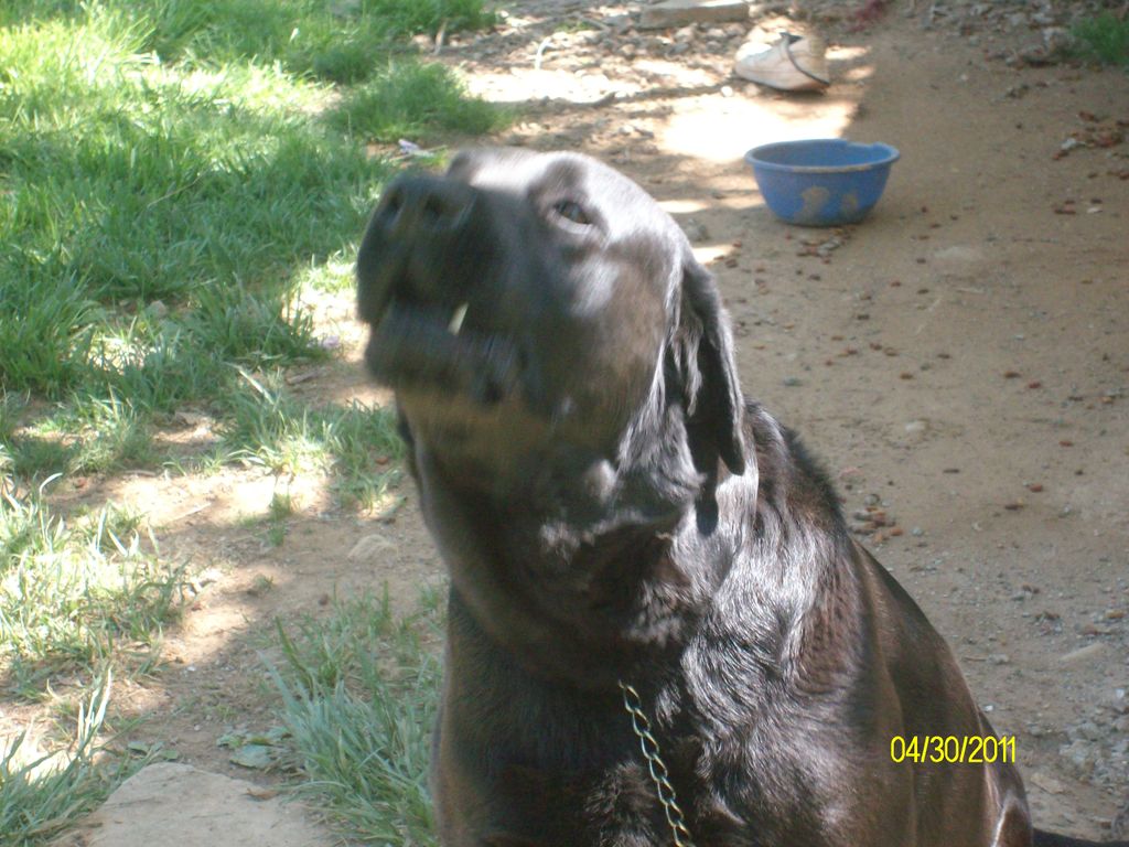 This is Chewy.. He was a dog I rescued and found h