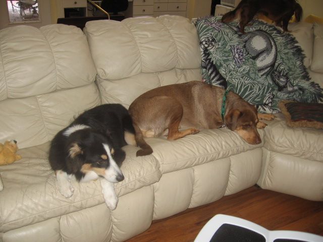 Doggies relaxing!