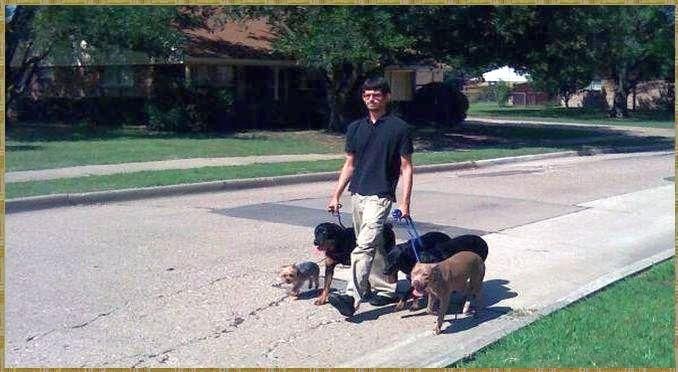When dogs are walked correctly they learn to use t