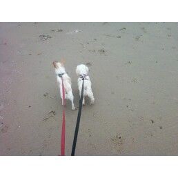 My dog, along with a dog I was watching having fun