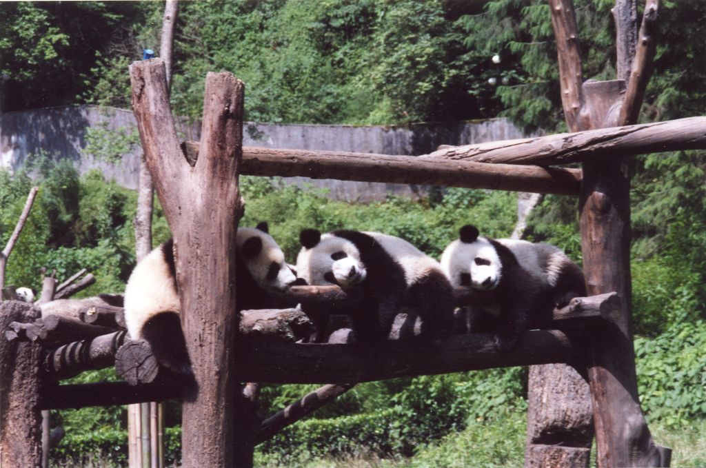 Carefree pandas, China!