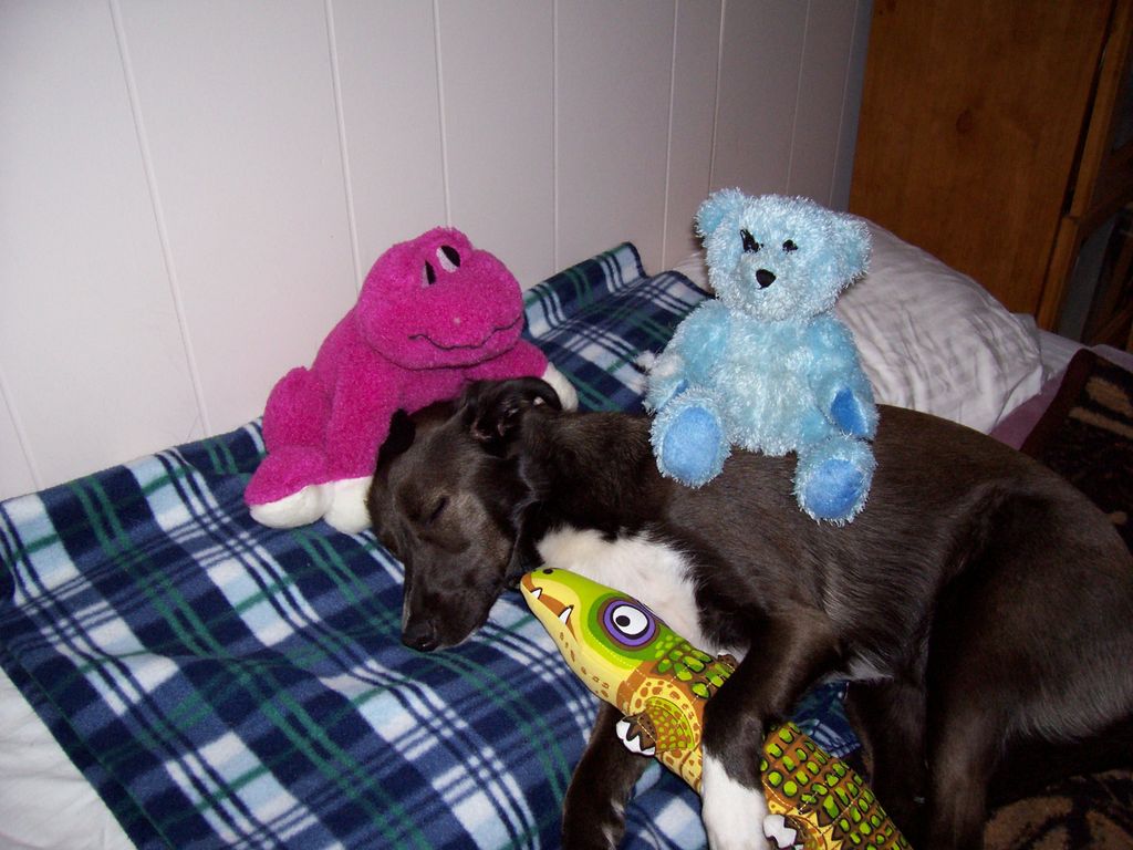 In your home pet care, visits or overnights!!