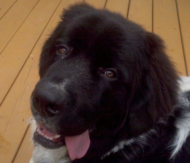 Happy Puppy!