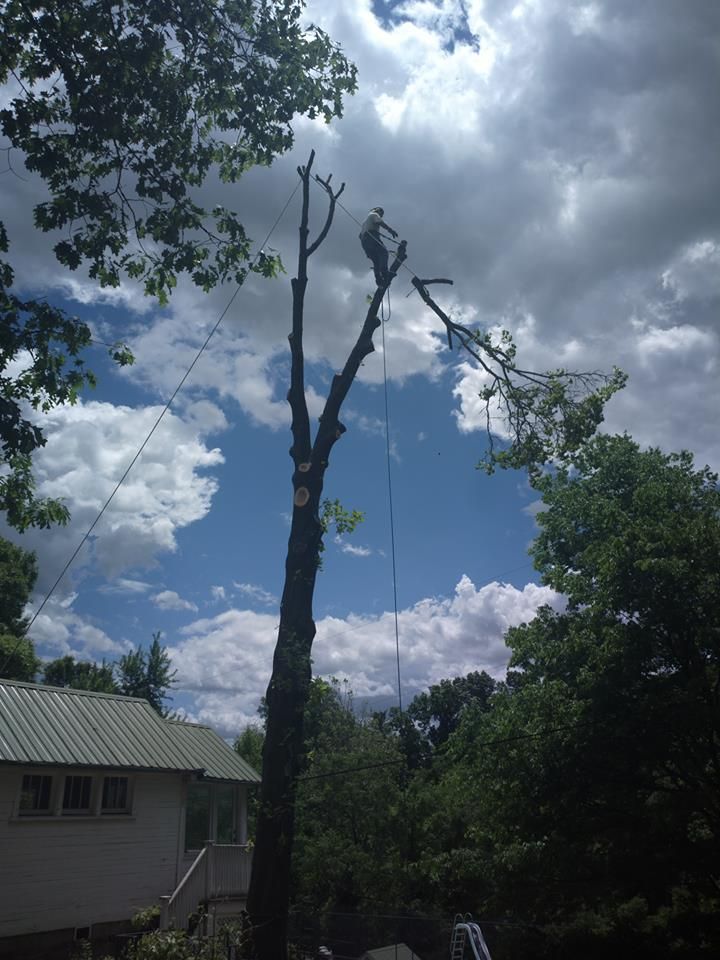 Butch The Tree Man Of Quad C Tree Service.