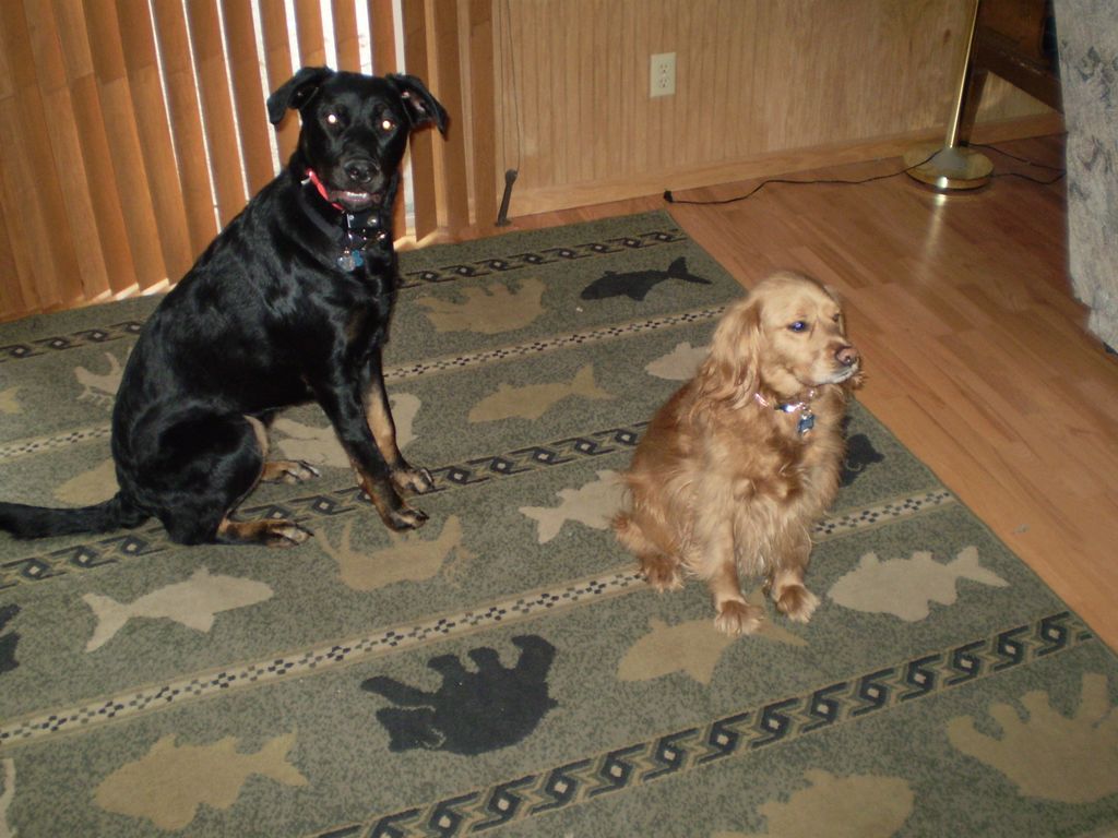 Oakley and Caden Our dogs