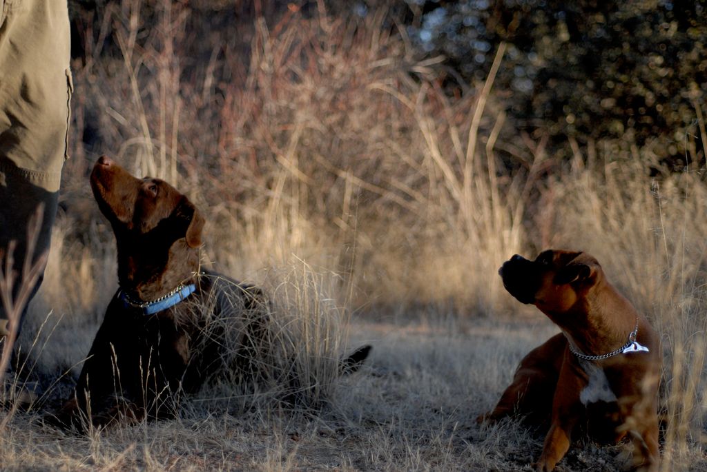Chocolate Lab and Boxer, Board and Train program