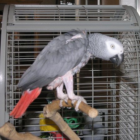 Buzz - African Grey that makes me laugh with the t