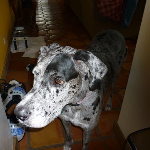 Shannon - our Blue Merle Great Dane