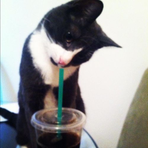 He is actually NOT drinking the Starbucks :)