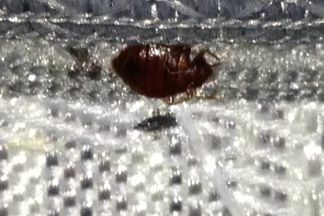 Bed Bug on Box Springs