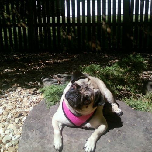 Lola, a spoiled Pug, who is one of the sweetest do