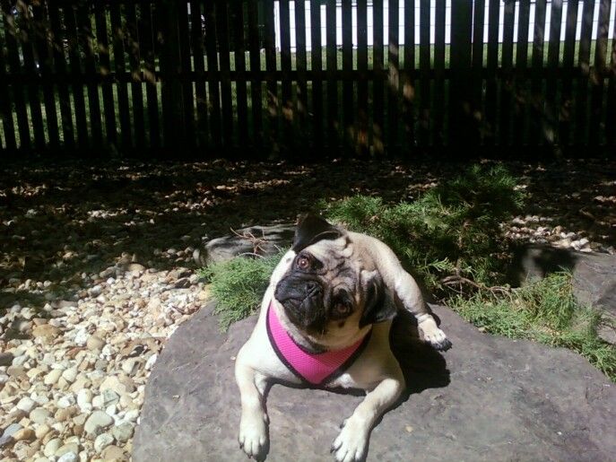 Lola, a spoiled Pug, who is one of the sweetest do