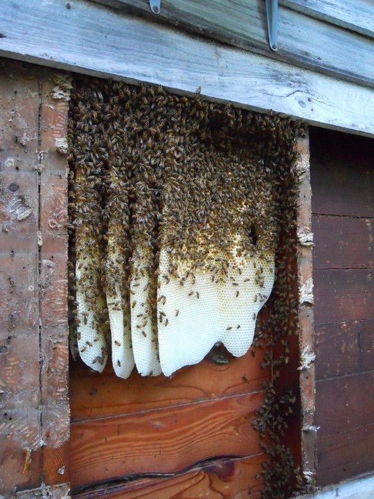 Sunflower Removal